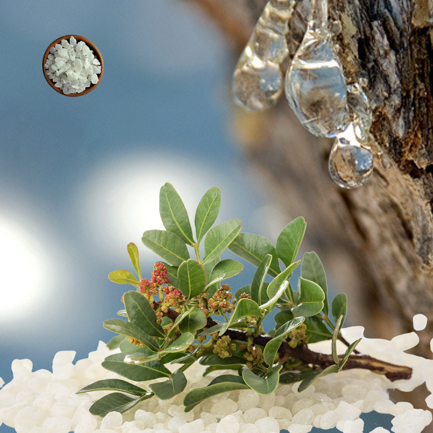 natural chewing gum australia