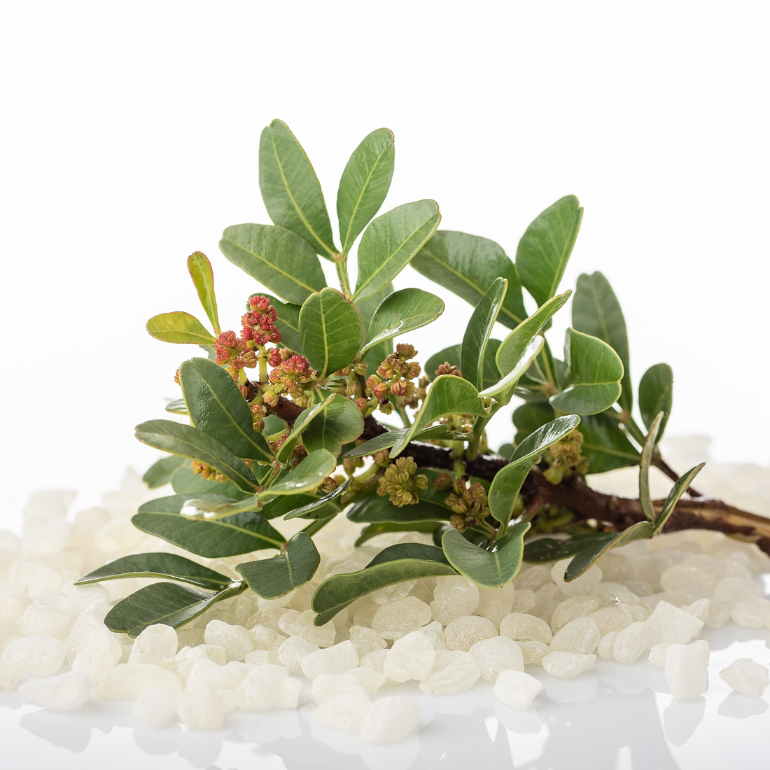 Mastic Gum in Digestive Health
